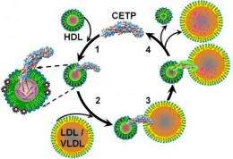 Researchers find new evidence on how cholesterol gets moved from HDLs to LDLs