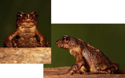 Researchers rediscover toad thought to be extinct