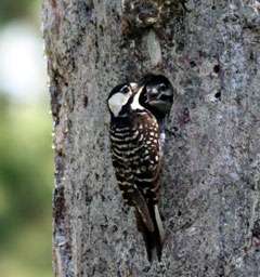 Researcher's work helps woodpecker recovery