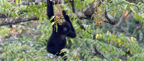 Research findings offer a glimmer of hope for one of the world’s rarest primates