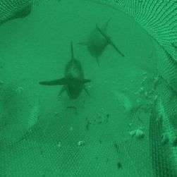Dolphins filmed fishing in trawler nets