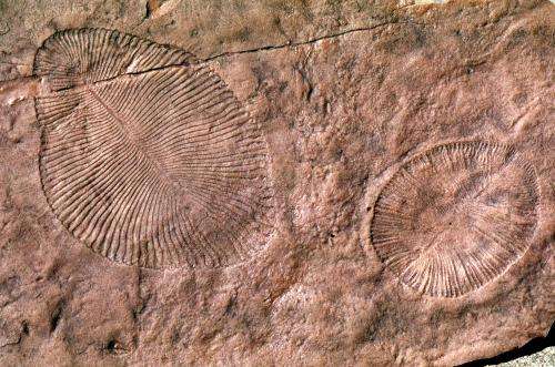Ancient Australian fossils were on land, not at sea, geologist proposes