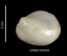 Research team finds mollusk changes gender as it ages