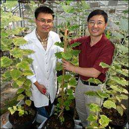 Scientists create low-lignin plants with improved potential for biofuel production