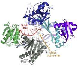Scripps Research Institute scientists find the structure of a key 'gene silencer' protein