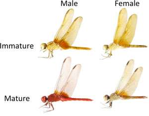 Researchers discover molecular basis for body-color change in red dragonflies