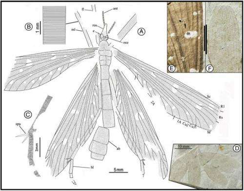 Jurassic insect that mimicked ginkgo leaves discovered
