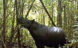 7 rare rhinos photographed in western Indonesia