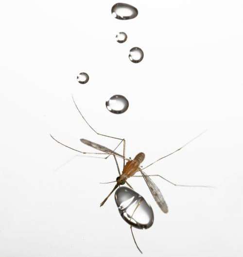 How mosquitoes fly in rain? Thanks to low mass