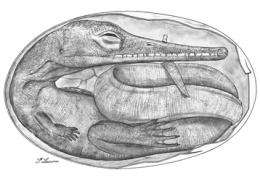 International team unearths oldest-ever reptile embryos
