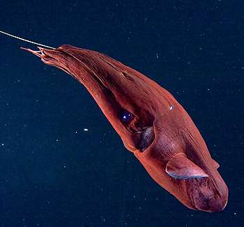 Researchers discover what vampire squids eat: It's not what you think (Update)