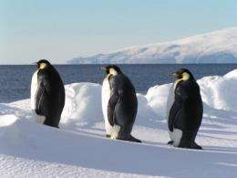 Emperor penguins use sea ice to rest between long foraging periods