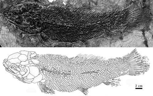 New Species of Sinamia Found From Western Liaoning, China