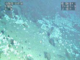 Researchers find rare life in Pacific ocean's depths