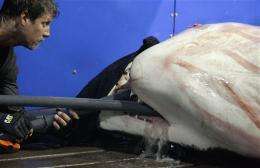 Researchers tag great white sharks off Cape Cod