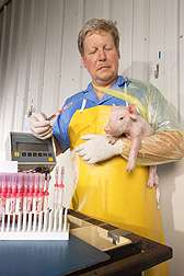 Scientists use new method to help reduce piglet mortality