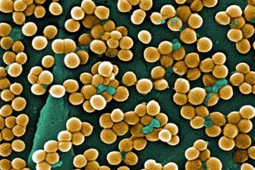 Stanford researchers discover key link in a deadly staph bacteria