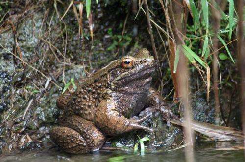 How flick knife thumbs help Japan's rare fighting frogs