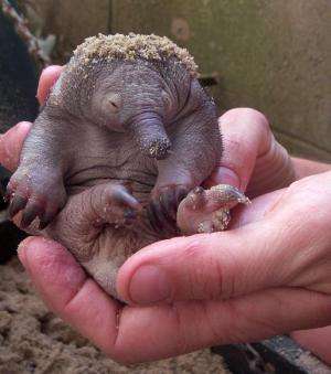 Puggle baby boom boosts hopes for endangered echidnas