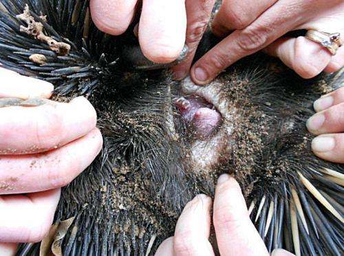 Puggle baby boom boosts hopes for endangered echidnas