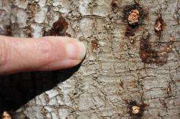 Beetle-fungus disease threatens crops and landscape trees in Southern California