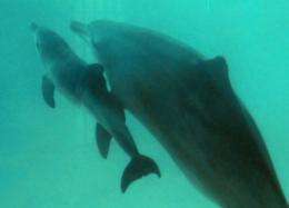 A baby bottlenose dolphin swims with its mother