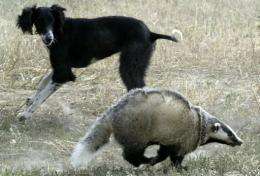 A badger is chased by a dog in Kazakhstan