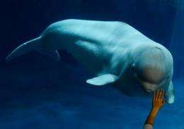 A beluga whale is seen in an aquarium