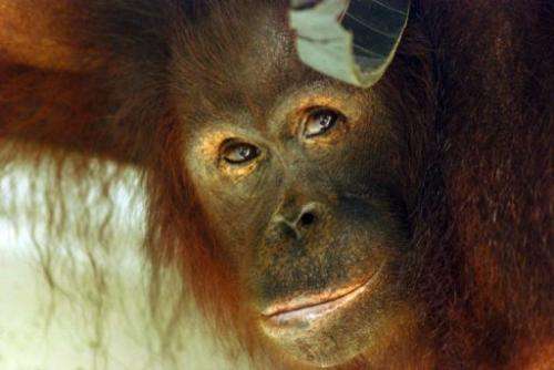 About 50,000 to 60,000 of the two species of orangutans are estimated to be left in the wild