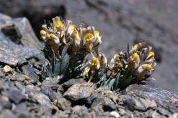 Accelerating climate change exerts strong pressure on Europe's mountain flora