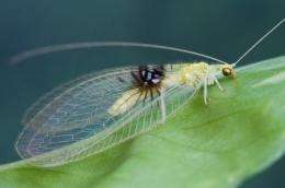 A charismatic new lacewing from Malaysia discovered online by chance