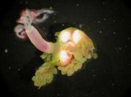 Acid-wielding worms drill through bones at the bottom of the sea