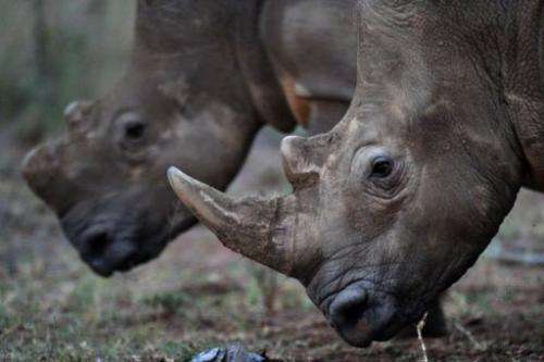 A conservation success story, South Africa is home to 70 to 80 percent of the world's rhinos