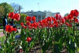 A couple (L) enjoys the sunny weather as tulips bloom at Lafayette Park in front of the White House