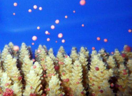 Acropora tenuis coral let off sperm and egg packages as part of an annual 3-day spawning event