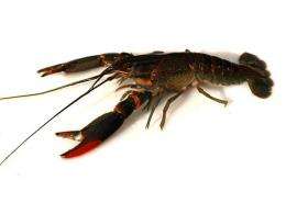 A crowning success for crayfish