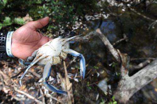 A dead crab is pictured at the Marapendi lagoon in Rio de Janeiro, on December 11, 2012