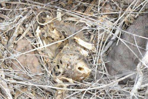 A dead rat on December 8, 2012 in Pinzon Island
