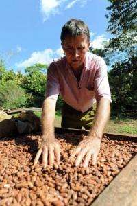 Ademir Venturim -- the president of a cooperative of 40 small producers  -- checks cocoa beans in Mecicilandia