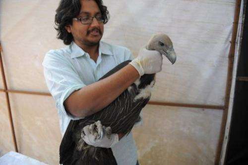Aditya Roy, a senior Indian volunteer holds an adult oriental White-Backed vulture injured by a kite string