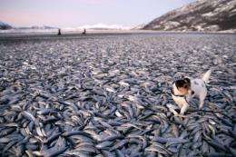 A dog walk around on tons of dead herring on a beach in at Kvaenes in Nordreisa, northern Norway