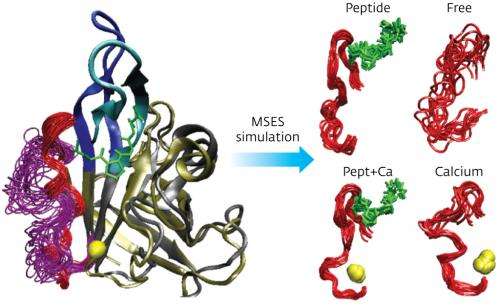 Advanced computer simulations reveal the conformational changes of an enzyme anchoring to its substrate
