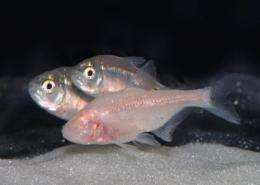 Advantages of living in the dark: The multiple evolution events of 'blind' cavefish