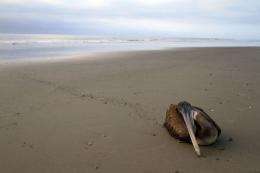 A dying pelican crawls away from the surf to die on the beach of Paita
