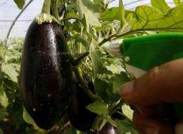 A farmer sprays his eggplant plantation with pesticides