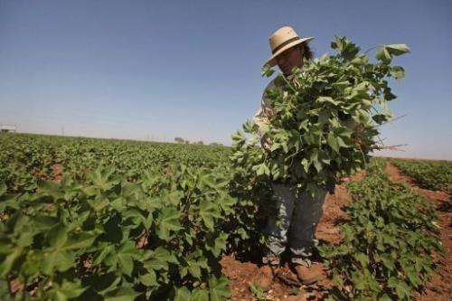 A farmworker culls cotton plants growing between rows on a farm in Texas