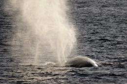 A fin whale spouts off the southern California coast in January