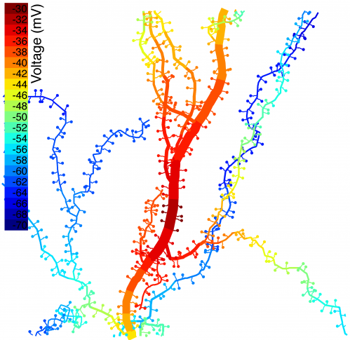 After 100 years, understanding the electrical role of dendritic spines