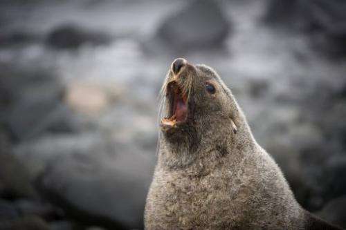 A fur seal, pictured in Antarctica in 2008