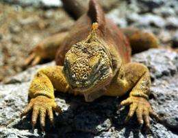 A German tourist has been arrested for allegedly trying to smuggle four endangered iguanas out of the Galapagos Islands